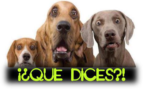 Oferta de campamento de verano para el mes de julio